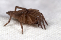 Un mle immature (Araneae - Gnaphosidae - Drassodes sp.)